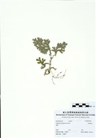 藏品(生根卷柏)的圖片
